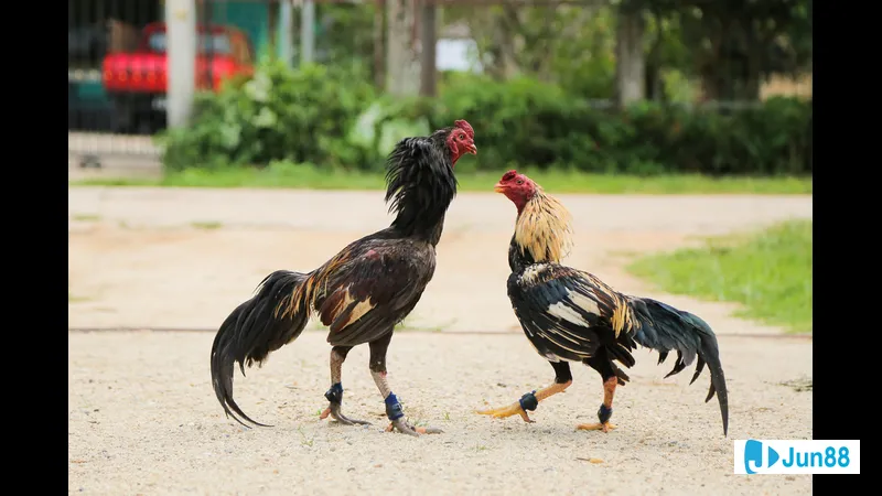 Hướng dẫn cách bế gà đúng cách