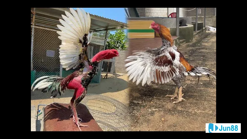 Một con gà trống đang đứng cao hót