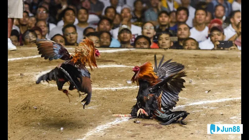 Bế gà đá đúng cách