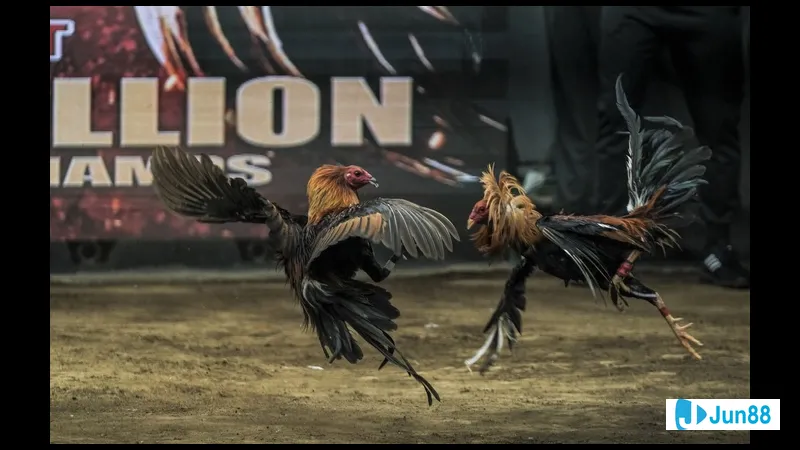 Gà đá trong trận chiến