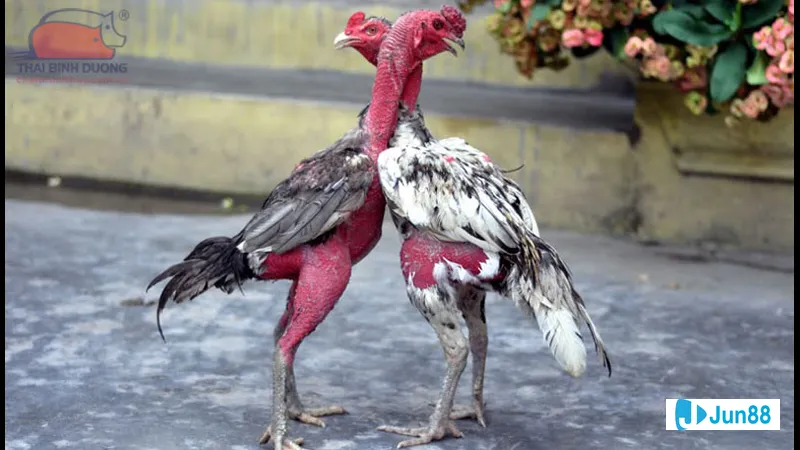 Kỹ thuật đổ gà cận huyết