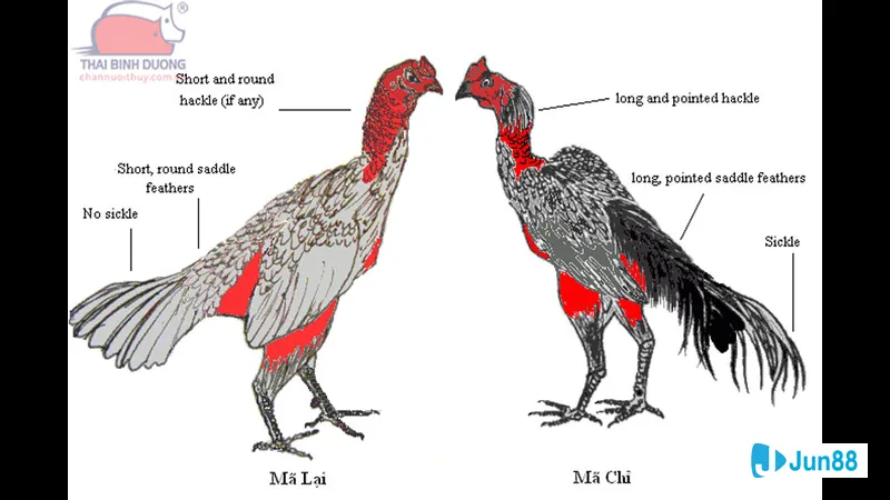 Đá sỏ nằm dưới ánh nắng mặt trời