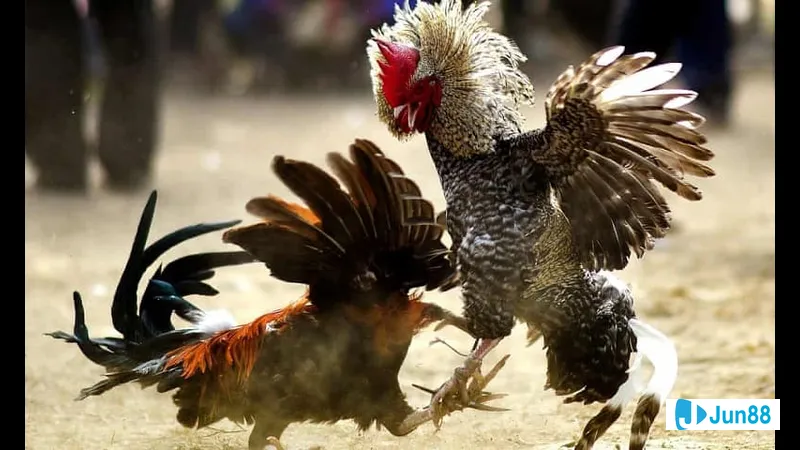 Đá dọc trên bãi biển