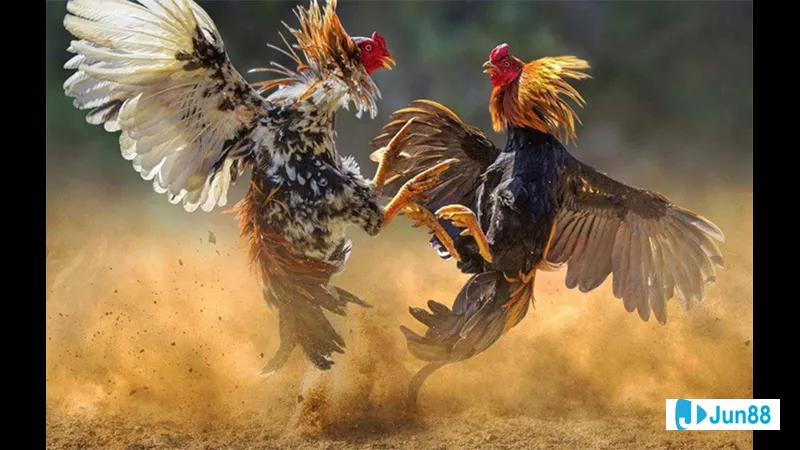 Ảnh hiện trạng thời tiết ảnh hưởng đến