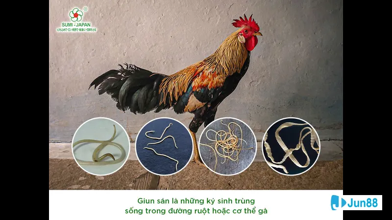 Dinh dưỡng đúng cách