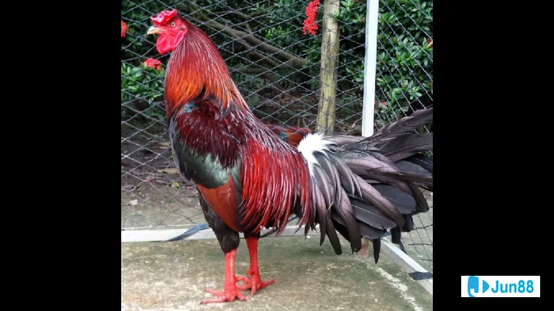 Mẫu vần hơi với áo dài truyền thống