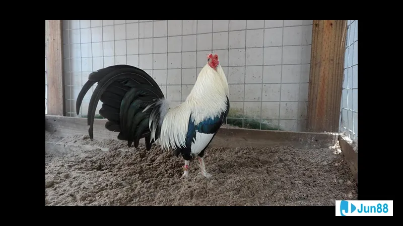 Người tắm nắng trên bãi biển