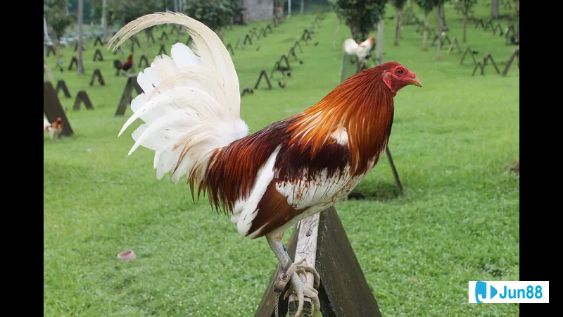 Chế độ dinh dưỡng cho gà đá Mỹ