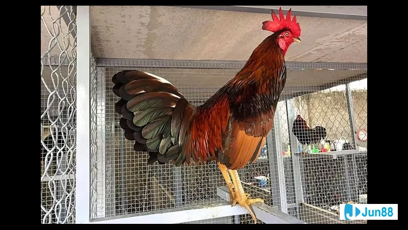 Quần bội trẻ trung, năng động